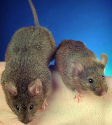 mice and cheese - According to Dr David Holmes mice don't like cheese