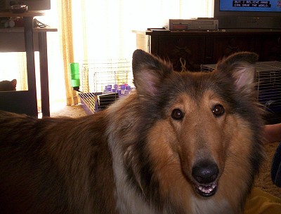 Lassie - This is a picture of our dog Lassie. She came with the name when we got her from collie rescue.