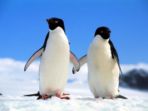 penguin - lovely penguin