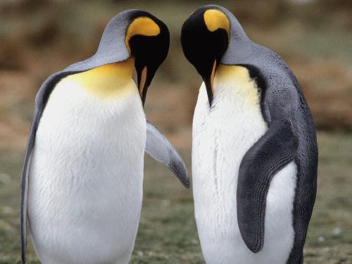 penguin - lovely penguin
