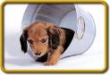 cute puppies - puppies in a pail