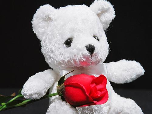 valentines - a bear with a rose is a most sweetest thing that i want to have on the Valentine's day.