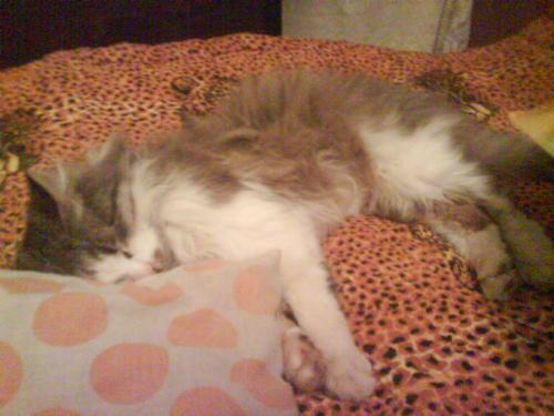 my cat - my littel cat sleeping.