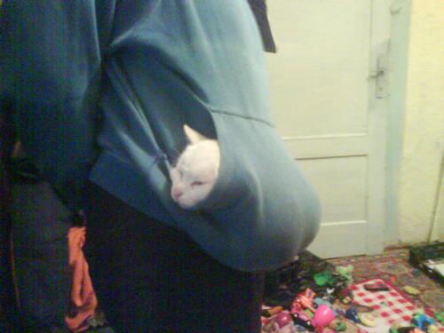 funny place to sleep - the cat sleep in my pocket