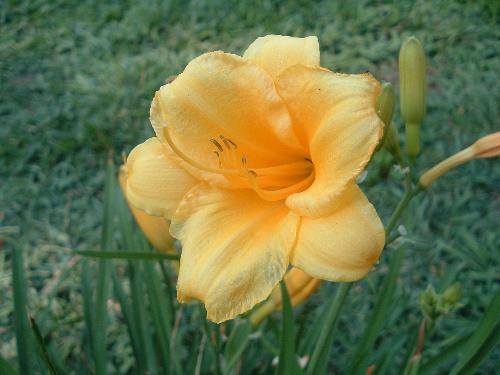 Flower - I think that this is just beautiful. I love the color.