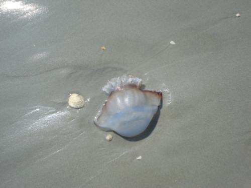 Jelly fish - We found many jelly fish on the beach! ICK!