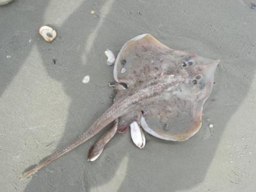 Sting ray - We found a stingray on the beach too. I thought it was an unusual picture.