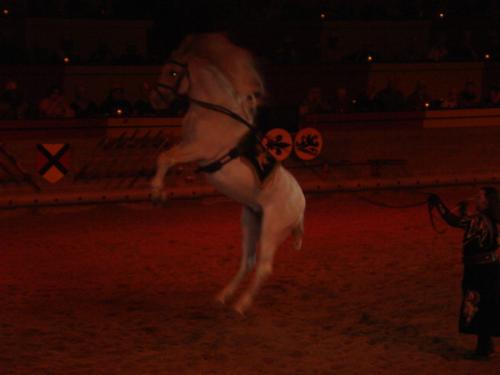 Medieval Times - They were taking one of the horses through it'sr outine and I got a great shot of him jumping in midair!