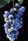 blue berries - i like mostq