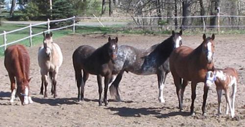 The Herd -  From left to right:  Boodie, Buck, Dove, Tonka, Lacie, Baby Rio