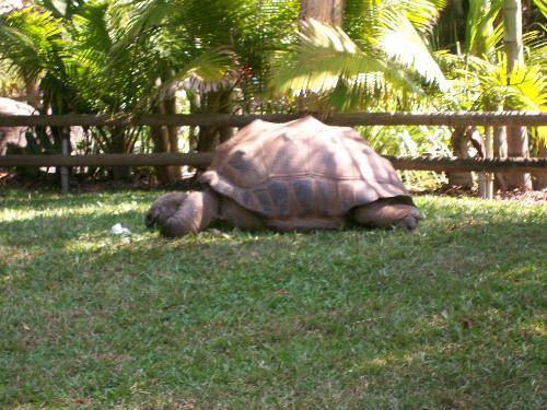 Huge Tortoise - Easy Life - Large Tortoise at Australia zoo Huge Tortoise - Easy Life - Large Tortoise at Australia zoo
