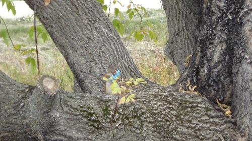 Hungry lil squirrel - Squirrel stuffing a cloth into his mouth!