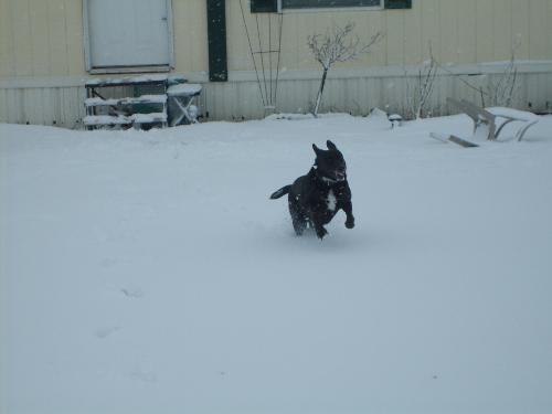 My baby Boy - This was our recent snow. He looks so happy and cute! I love it when he is happy like this! In his old age, days like these are few and far between.