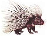 porcupine - If I cut my hair, this is what I'd look like! lol