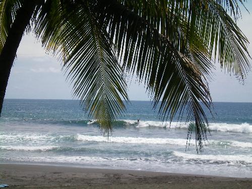 Palm Surfing - A shot of a surfer riding a wave at Jaco Beach, Costa Rica, shot through a palm frond.