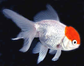 red cap oranda - goldfish!
goldfish!
goldfish!
goldfish!
goldfish!
goldfish!
goldfish!
goldfish!
goldfish!
goldfish!
goldfish!
goldfish!