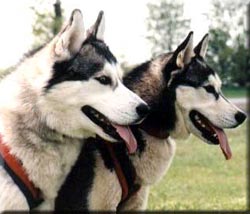 Siberian Husky - Siberian Husky with back collars