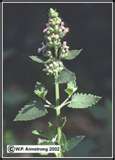 Catnip Plant - This is what it looks like