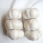 garlic - a picture of garlic
