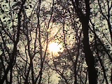 sun behind the tree - sun behind the tree,i took it on campus.