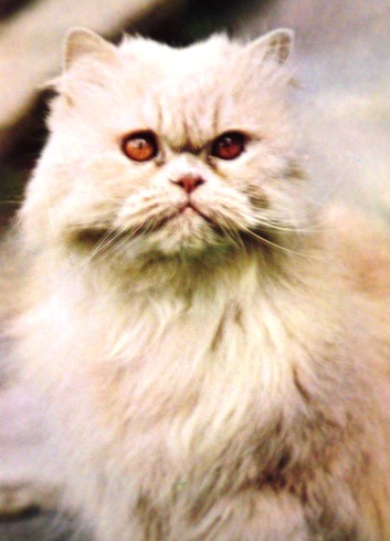 Persian cat - What are the true origins of Persian cat? Middle East or Western Europe?