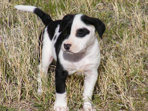Pit Bull puppy - My new puppy Meeka. A beautiful black and white 6 week old pit bull puppy.