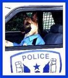 cop dog - Laughing while driving! lol