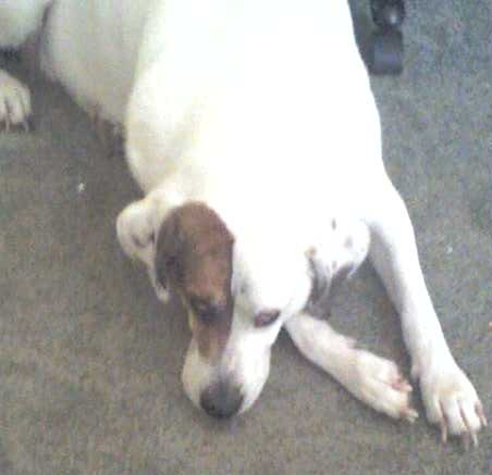 My Good Boy! - My 90 pound "beagle" 