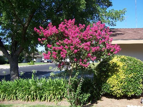 Dark pink mirtle tree - The dark pink mirtle tree the photo was taken two years ago so the tree looks like a tree now.