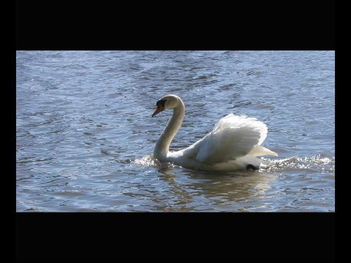 swan - swan, one of animal i like.