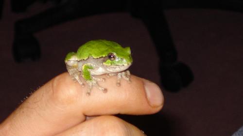 Frog that was looking in at our window - Every night at 8pm this frog would peek in our front window Frog that was looking in at our window - Every night at 8pm this frog would peek in our front window
