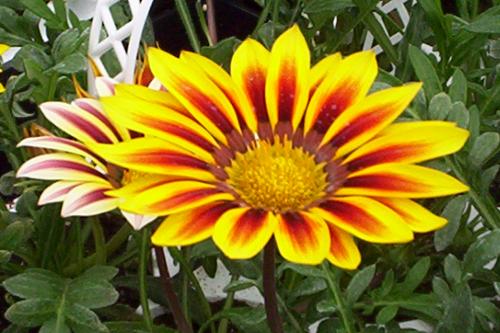 Beautiful my favorite flower - I'm not sure the name but I love this flower