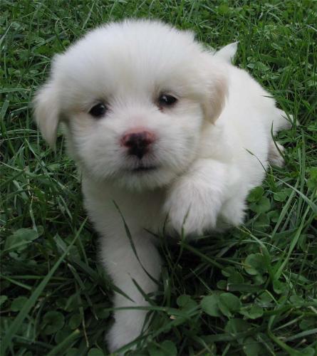 photography - this is my favorite shot of all time. its shows a good contrast of our dog and the grass. this was taken a week after we bought him in shanghai, china since then he enjoys going outside and run around and just enjoy his life with us. never the less, he brings so much joy to us as well and it really makes me happy knowing my man gave him as his gift to me coz he knows i love dogs and its sad to live in a different country not having a pet.