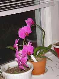 Rescued Orchid - This was a Walmart rescue. If there was a PETA for plants, Walmart would be their #1 target!