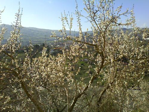 My city landscape - This is a landscape of my city, Potenza. There are lots houses, and a bloomed tree.