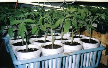 Tomato Seedlings -  Plain old tomato seedling plants.