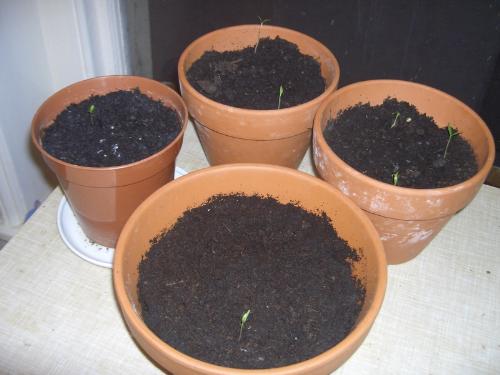 My chilli seedlings March 2008. - I&#039;ve planted more than have come up so far but they are said to take a long time to germinate so it&#039;s not too much to worry about