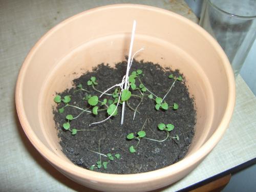 My cat nip march 2008 - my cat nip seedlings march 2008 My cat nip march 2008 - my cat nip seedlings march 2008