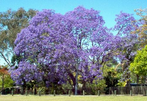 Jacaranda Tree - Here is one in full bloom with the purple but they also come in pink.