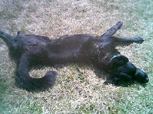 Kilo stretchin out in the grass - Nice summer day