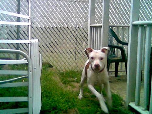 Scrappy Doo running around the yard - he's a goofball and I love him :)