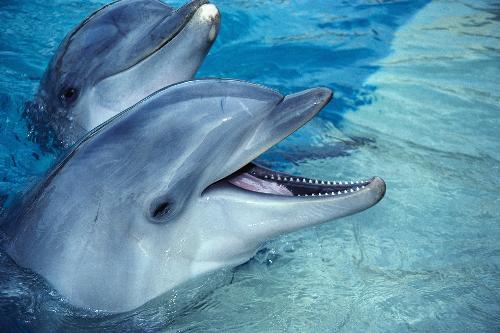 Bottlenose Dolphins - Bottlenose Dolphins in the Lagoon at our hotel in Hawaii.