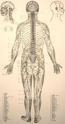 Cervical disc herniations  - 'Cervical disc herniations present with symptoms that are analogous to those produced in the lumbar spine. Pain radiating down the arm is a hallmark of an acute disc heniation in the cervical spine. Because of the presenced of the spinal cord, severe disc herniations can cause spinal cord dysfunction, which include weakness in the legs and balance problems. Generally speaking though, the presentation and duration of symptoms in the cervicall spine is similar to that of the lumbar spine. 60-80% of acute symptoms will resolve in 4-6 weeks with rest and other conservative'  (Thai WebMD)  I've the cervical disc herniations at the CD 5 and 6 on the left side. Take a good look at the picture attached at the neck of the figure, you can count 7 discs from the skull to the beginning of the back spine. In my local, we simply call cervical discs as the pillow bones of the neck as they wrap or support the neck bone(spine). I've been suffered with this symtoms a lot as had it for almost 10 years. I'll tell more about how to cope with my life with existing problem.