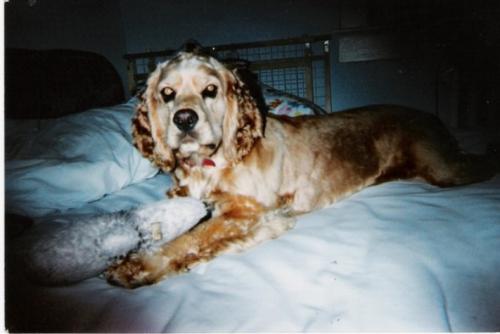 Sassette and her babydoll - She was a 7 month old puppy who was used as bait in a pit bull ring. When I first took her in she was so passive and traumatized. No expression for a year. This is Sassette in her first 'Playboy Pose'.