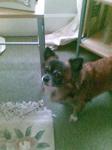 My Gissi - My Sweet Gissi