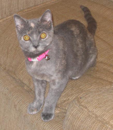 My Cat as a Kitten - Ashley, who is a dilute tortie, as a kitten.