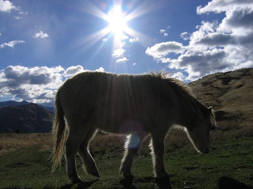 Nice shot? (Miniature Horse, Deer Park, Queenstown - This is a photo of a miniature horse taken during Jamie's visit to New Zealand!
