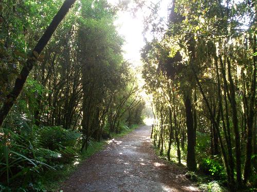 Nice Shot? (Forest near Lake Matherson, Fox Glacie - Cool forest eh? =)