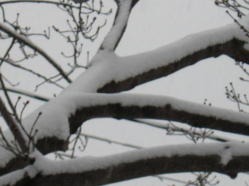 Snow Covered Tree Branches - From my Red Maple Tree in my front yard. Typical Minnesota spring weather, snow, cold, rain, and icy roads.