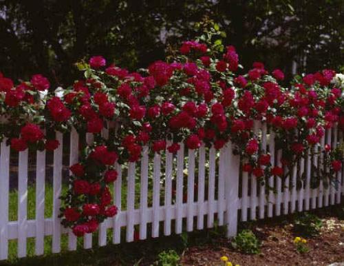 Pretty Flowers on a Fence - I like this fence with flowers on it, This is something I would like to do with my yard!